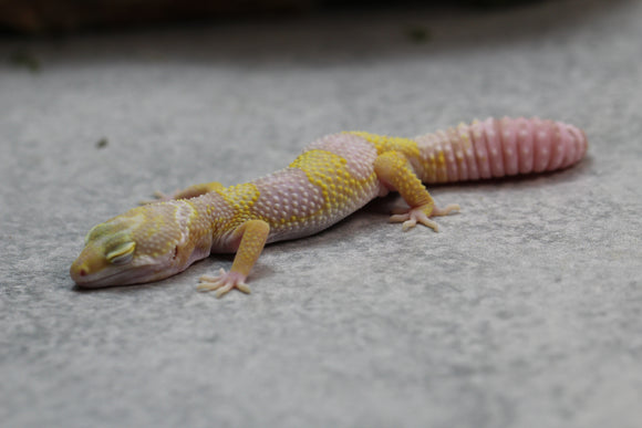 ALBINO SIN SEXAR ID: 86