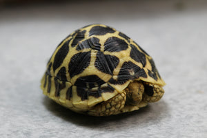 TORTUGA ESTRELLA DE SRI LANKA 5 CM