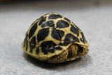 TORTUGA ESTRELLA DE SRI LANKA 5 CM