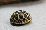 TORTUGA ESTRELLA DE SRI LANKA 5 CM