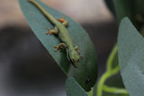 GECKOS AZUL ELECTRICO WILLIAMSI BEBES