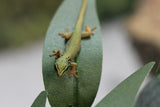 GECKOS AZUL ELECTRICO WILLIAMSI BEBES