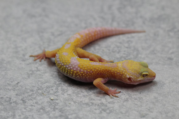 LEOPARDO DETALLE APTOR  SIN SEXAR ID: 41