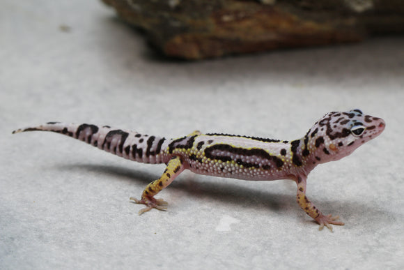 MACK SNOW  SIN SEXAR ID: 5