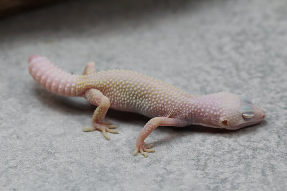 LEOPARDO DIABLO BLANCO COLA REGENERADA  SIN SEXAR ID: 59