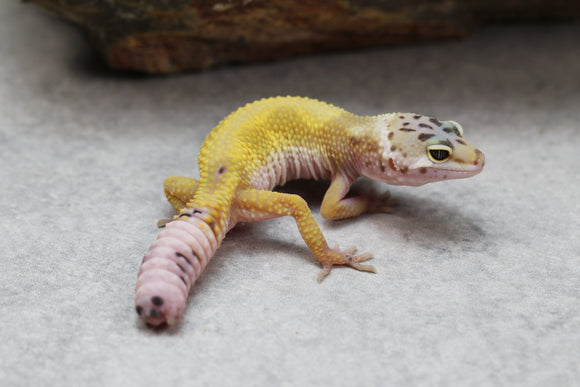 LEOPARDO JUNGLE COLA REGENERADA  SIN SEXAR ID: 56