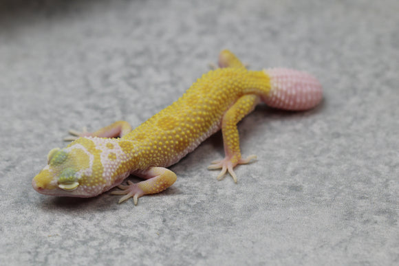 LEOPARDO ALBINO LEUCISTICO COLA REGENERADA  SIN SEXAR ID: 52