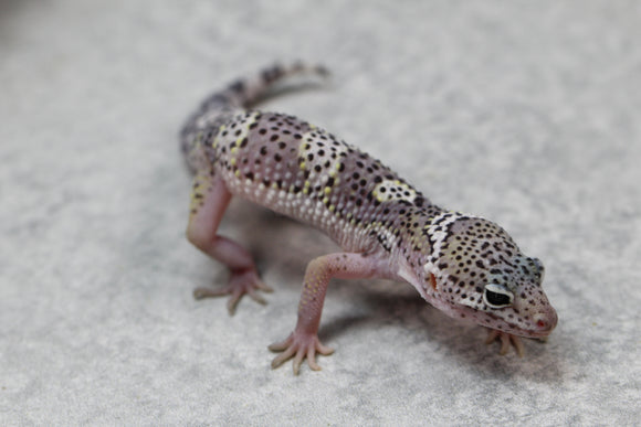 LEOPARDO MACK SNOW COLA REGENERADA  SIN SEXAR ID: 90