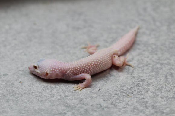 LEOPARDO DIABLO BLANCO  COLA REGENERADA  SIN SEXAR ID: 38