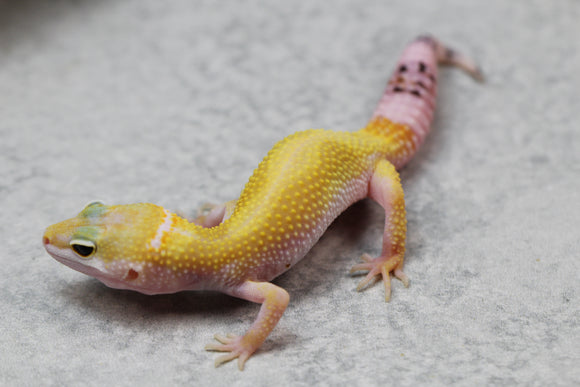 LEOPARDO JUGNLE  COLA REGENERADA  SIN SEXAR ID: 69