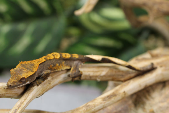 GECKO CRESTADO FLAME SIN SEXAR ID : 18-1