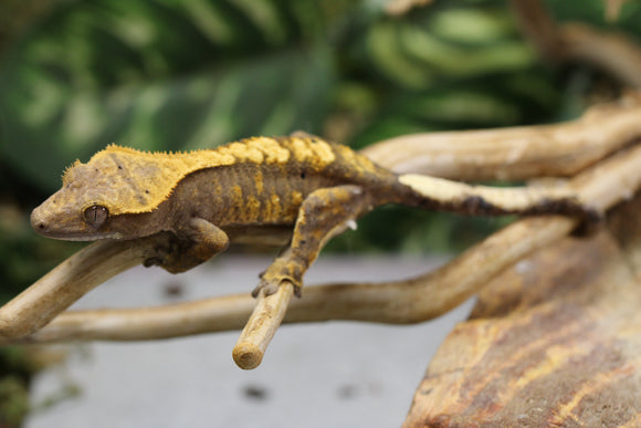GECKO CRESTADO HARLEQUIN SIN SEXAR ID : 1-12