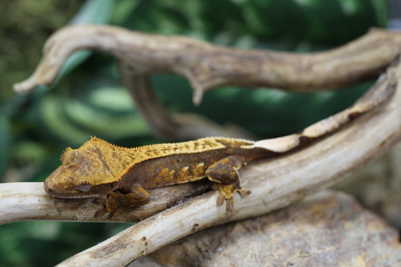 GECKO CRESTADO PINSTRIPE SIN SEXAR ID : 8-11