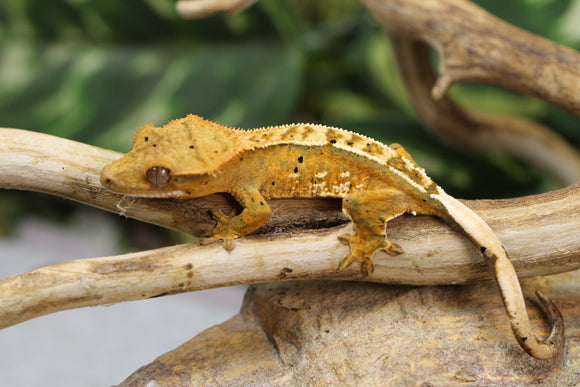 GECKO CRESTADO PINSTRIPE SIN SEXAR ID : 15-13