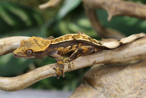 GECKO CRESTADO PINSTRIPE SIN SEXAR ID : 1-3