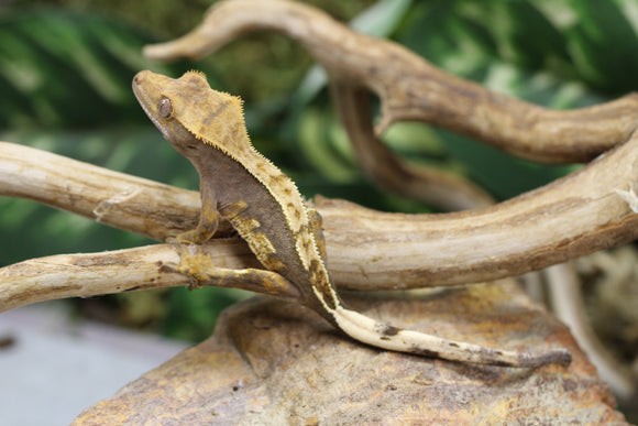 GECKO CRESTADO PINSTRIPE SIN SEXAR ID : 3-11