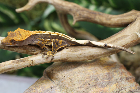 GECKO CRESTADO PINSTRIPE SIN SEXAR ID : 8-7