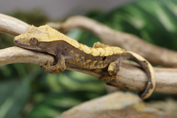GECKO CRESTADO HARLEQUIN SIN SEXAR ID : 2-8