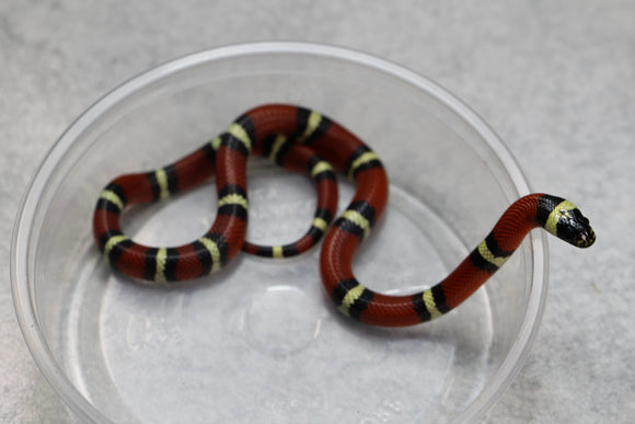 FALSA CORAL NELSON X PUEBLA MACHO  ID : 112