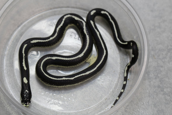 REY CALIFORNIA ABERRANTE HEMBRA ID : 12