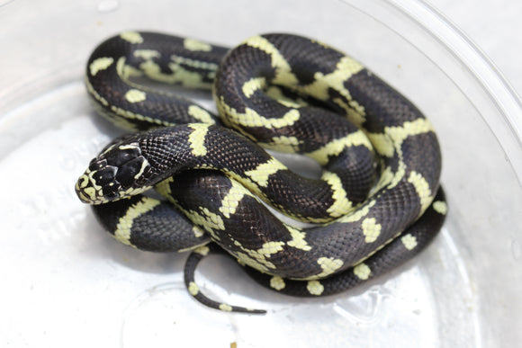 REY CALIFORNIA ABERRANTE HEMBRA ID : 13