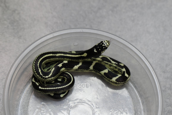 REY CALIFORNIA ABERRANTE HEMBRA ID : 14