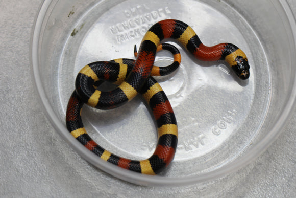 FALSA CORAL ORANGE  NELSON X PUEBLA MACHO  ID :  144