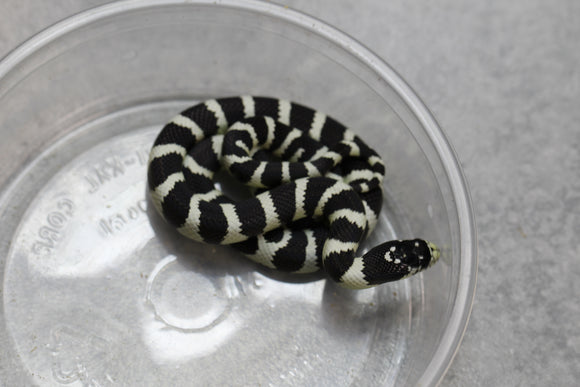 REY CALIFORNIA BANDEADA MACHO ID : 15