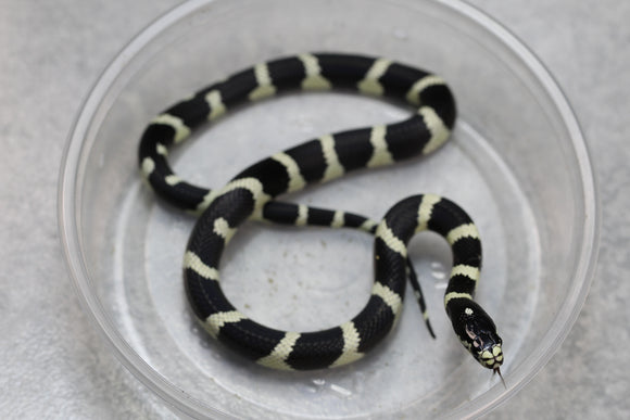 REY CALIFORNIA BANDEADA HEMBRA ID : 17