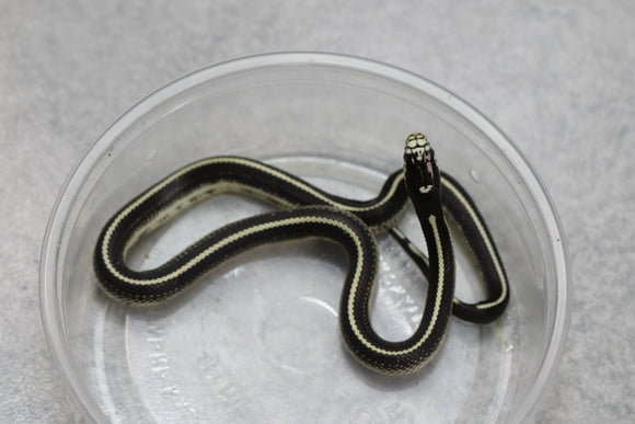 REY CALIFORNIA STRIPED MACHO  ID : 19