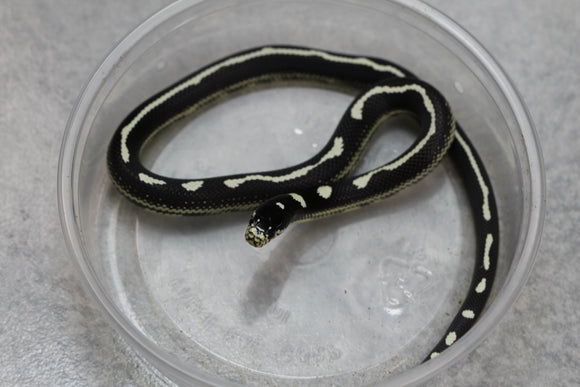 REY CALIFORNIA STRIPED MACHO  ID : 20