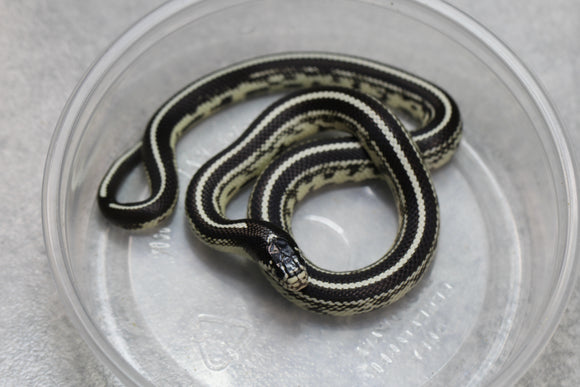 REY CALIFORNIA STRIPED MACHO  ID : 21