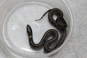 REY CALIFORNIA STRIPED HEMBRA ID : 22