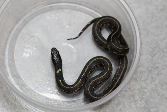 REY CALIFORNIA STRIPED HEMBRA ID : 22