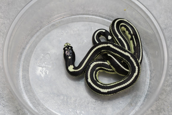 REY CALIFORNIA STRIPED HEMBRA ID : 23