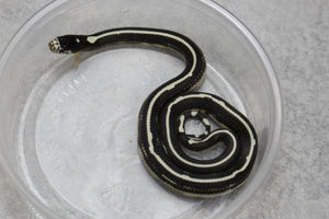 REY CALIFORNIA STRIPED HEMBRA ID : 25