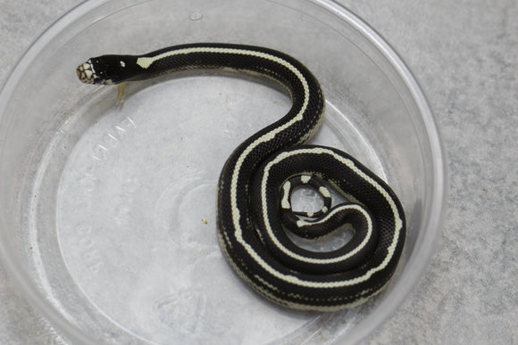 REY CALIFORNIA STRIPED HEMBRA ID : 25
