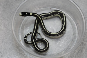 REY CALIFORNIA STRIPED HEMBRA ID : 26