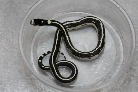REY CALIFORNIA STRIPED HEMBRA ID : 26