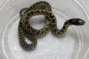 REY SPLENDIDA DEL DESIERTO HEMBRA   ID : 27