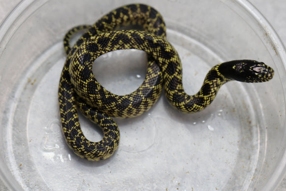 REY SPLENDIDA DEL DESIERTO HEMBRA   ID : 27