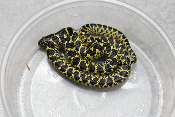 REY SPLENDIDA DEL DESIERTO HEMBRA   ID : 31