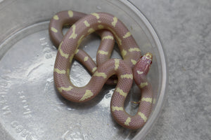 REY CALIFORNIA ALBINA ABERRANTE MACHO ID : 28