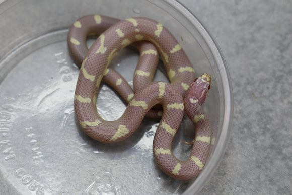 REY CALIFORNIA ALBINA ABERRANTE MACHO ID : 28