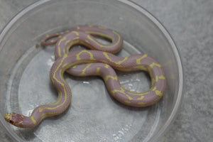 REY CALIFORNIA ALBINA ABERRANTE HEMBRA ID : 30