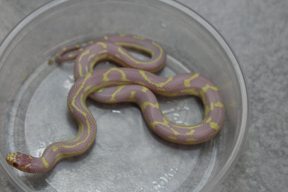 REY CALIFORNIA ALBINA ABERRANTE HEMBRA ID : 30
