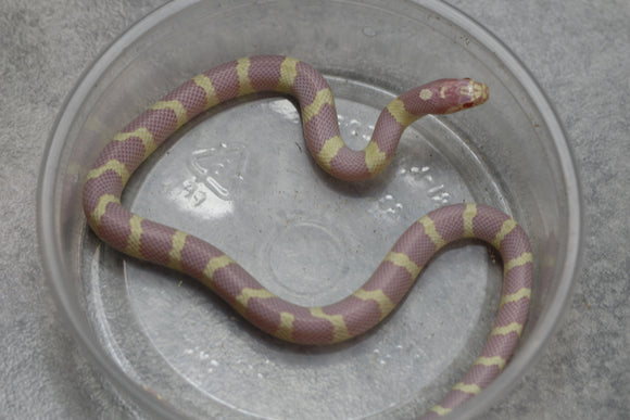 REY CALIFORNIA ALBINA BANDEADA MACHO  ID : 34