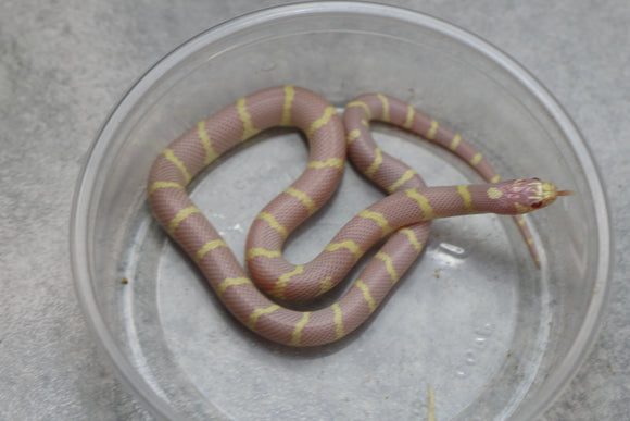 REY CALIFORNIA ALBINA BANDEADA MACHO  ID : 35