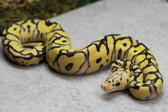 PASTEL DESERT GHOST CLOWN MACHO  ID: 14-11