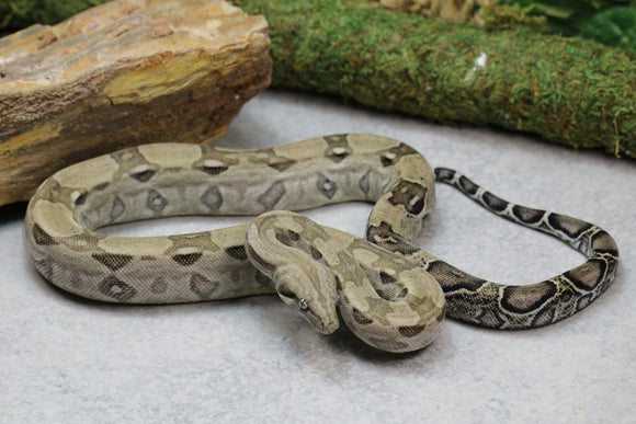 BOA ANERY MACHO  ID: 6-12